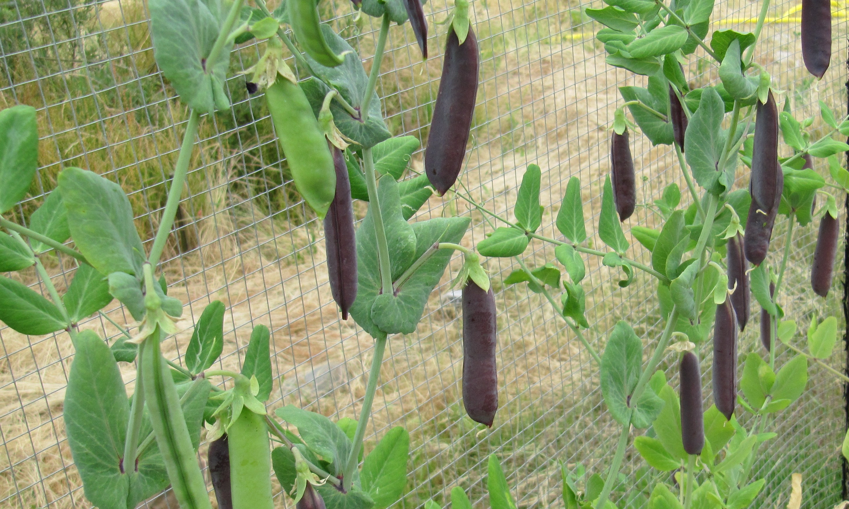 Kapucijners in de moestuin